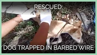 Dog Rescued From Barbed Wire Trap