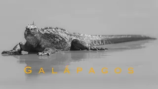 The Galápagos Islands | Stunning Wildlife Cinematic Film