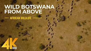 Incredible Aerial Footage of African Wildlife - Wild Botswana in 4K UHD (with Music)