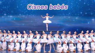 Cisnes bebés