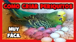 HOW TO BREEDING BUDGIE 🐤  BREEDING OF BUDGIE STEP BY STEP