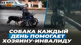 Собака каждый день помогает хозяину-инвалиду, подталкивая коляску