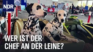 Auf den Hund gekommen: Wer ist der Chef an der Leine? | die nordstory | NDR Doku