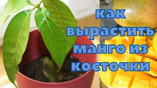 Как вырастить манго из косточки.