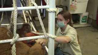 24 Hour Care for Aurora, Baby Orangutan at the Houston Zoo