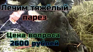 Тяжелый парез у коровы.Слабонервным не смотреть!