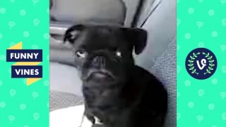 Adorable Pug Compilation - Cute Dog Videos | Funny Vines part 8