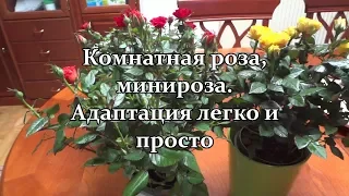 🌺 Комнатная роза,  минироза. Адаптация легко и просто!