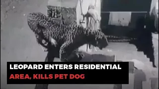 Leopard Enters Residential Area, Kills Pet Dog