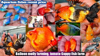 Tricolor gold fish farm | Boesemoni rainbow & Remy rossy fish farm | Guppy farm | balloon molly farm