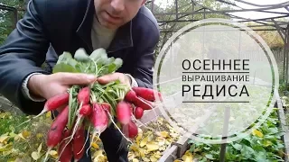 Выращивание крупного редиса осенью // Тонкости посадки редиса и укропа (укр.)