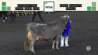 368 BROWN SWISS GRAND CHAMPION FEMALE