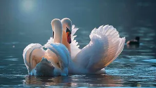 【Relaxing】30 MIN SWAN  MEDITATION MUSIC | CALM PIANO MUSIC | HEALING | INNER PEACE MEDITATION | YOGA