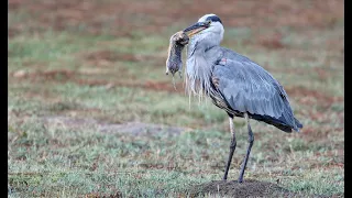 Amazing Great Blue Heron in epic battle with large gopher
