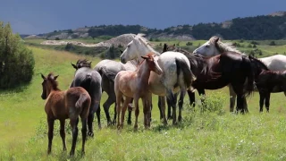 Theodore Roosevelt National Park Wild Horses