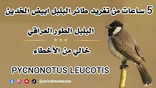 5 ساعات من تغريد طائر البلبل ابيض الخدين-البلبل الطور العراقي Pycnonotus leucotis