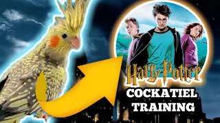Cockatiel singing Harry Potter theme (COCKATIEL TRAINING)