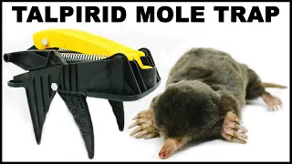 Catching Moles With A Powerful Spring Loaded Trap. Mousetrap Monday