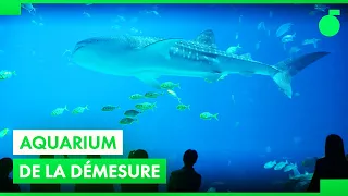 Le plus grand aquarium du monde à Hengqin !