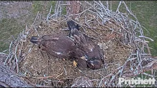 E21 & E22 Share Last Precious Moments As Siblings Preening One Another & Giving Beakies 💕 4.28.23