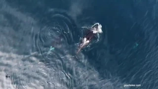 Касатки учат свой молодняк как охотится на акул!!!Killer Whales Eating a Shark!