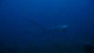Акула Лисица. 5 утра