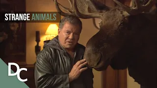 Strange Animal Behaviours That Are Actually Amazing | Weird or What? | Ft. William Shatner