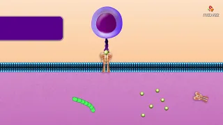 Cytotoxic T Cell - Microbiology and immunology Animations