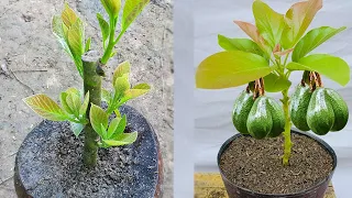 Unique method grow avocado tree cuttings with onions, chilies, aloe vera, 100% success
