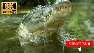 1500 ANIMALS NAMES and SOUNDS 8K PLUS ULTRA HD2K HD PART 6 |#AHMAD SAEED#