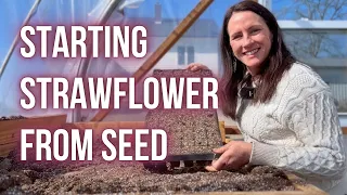 How to Start STRAWFLOWER From SEED | PepperHarrow