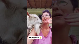 Never tease a goat 🐐 Funny Goat Cute Pets and Animals Please Subscribe 👇