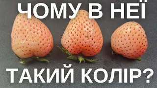 ЯК ВИНИКЛА БІЛА ПОЛУНИЦЯ? PiNEBERIES.