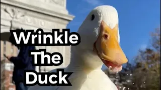 Wrinkle The Duck - Who is Wrinkle?