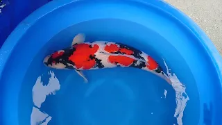 88cm Lion Queen bloodline Momotaro Koi Farm Showa