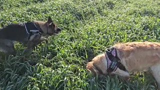 2024 April, Bodie and Nala in Borden Field.