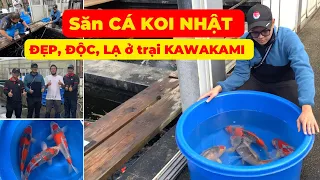 Hành trình đi săn CÁ KOI ĐẸP, ĐỘC, LẠ tại KAWAKAMI KOI FARM | CHỐT ĐƠN 200 em CÁ KOI GOSHIKI