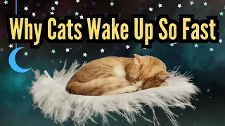 Why Are Cats So Easy To Wake Up?