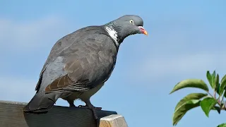 Wood Pigeons Call During the Dawn Chorus