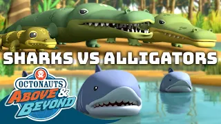 Octonauts: Above & Beyond - 🦈 Sharks & Alligators 🐊 | Compilation |  @Octonauts​