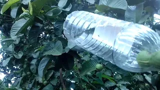 DIY fruit picker from plastic bottle in 5minutes