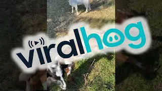 Compilation of Playful Myotonic Goats Fainting || ViralHog