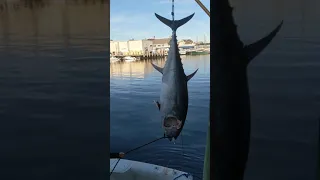 Unloading Giant Bluefin Tuna Gloucester, Ma