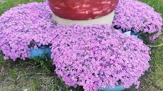 How to grow a beautiful styloid phlox