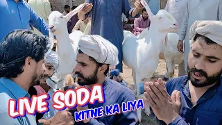 Live Soda kitne ka hona chahie | Bakra Eid 2024 | makhi chine | Mundre Chatre | Lahore Bakra Mandi