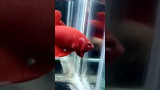 red giant betta