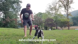 Rat Terrier Bali Play Dog Training - Training Without Conflict - Asheville Dog Academy