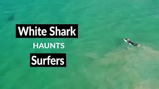 WHITE SHARK HAUNTS SURFERS - Shark Drone Footage