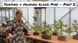 Wiring & Shaping Japanese Black Pine   Part 2