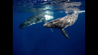 Звуки китов в океане  для сна и релакса. Пение китов под водой